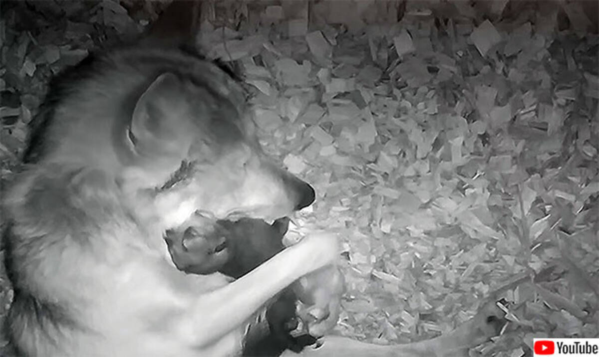 生まれて間もない我が子を抱きしめながら眠るオオカミのお母さん 年9月9日 エキサイトニュース