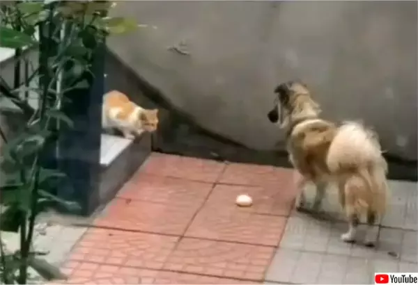 お腹を空かせた野良猫に自分の餌を分け与える犬