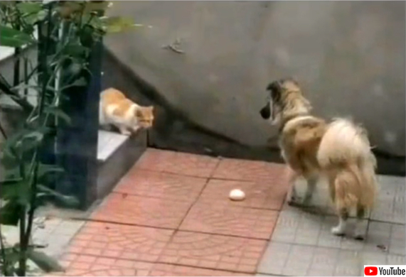 お腹空いた 早くご飯ちょうだいな 朝ご飯が待ちきれないハイエナの赤ちゃん 18年2月22日 エキサイトニュース