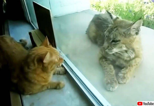 窓越しで友情を育んでいるっぽい飼い猫とオオヤマネコ 年9月6日 エキサイトニュース