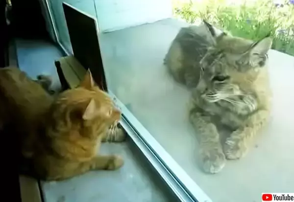 窓越しで友情を育んでいるっぽい飼い猫とオオヤマネコ