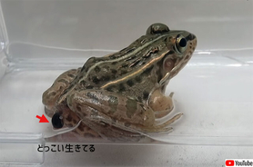カエルに食べられても、生きたままお尻から脱出する虫が発見される（日本研究）