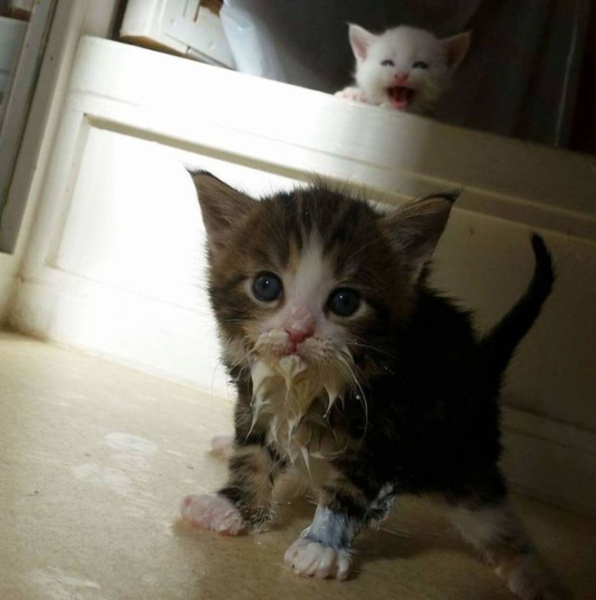 お口のまわりに食べ物がついてる猫のかわいさとクリーチャー感を存分に味わうの会 年9月16日 エキサイトニュース