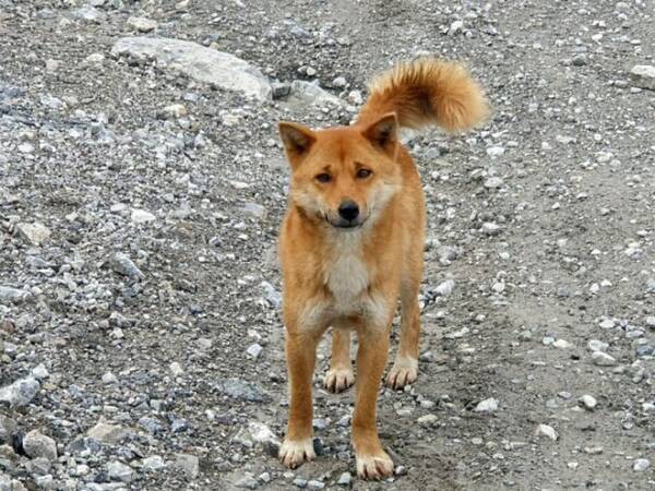 歌う犬 は絶滅していなかった 50年ぶりに野生の個体を発見 ニューギニア 年9月10日 エキサイトニュース