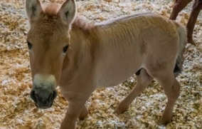 絶滅危惧種の馬「モウコノウマ」のクローンが誕生。40年前に冷凍保存した遺伝子サンプルから現代に蘇る（アメリカ）