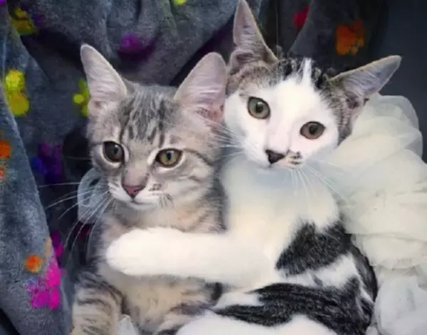 保護された子猫、仮里親の家で出会った別の保護猫と離れられない仲に（カナダ）