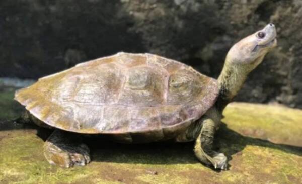 笑顔に見える亀 一度は絶滅したと思われていたが熱心な保護活動で危機を免れる ミャンマー 年9月16日 エキサイトニュース 笑顔に見える亀 一度は絶滅したと思われていたが熱心な保護活動で危機を免れる ミャンマー 年9月16日 エキサイトニュース