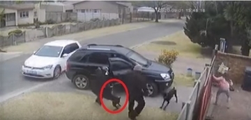 強盗に銃で撃たれながらも、飼い主の命を救った勇敢な犬の物語（南アフリカ）