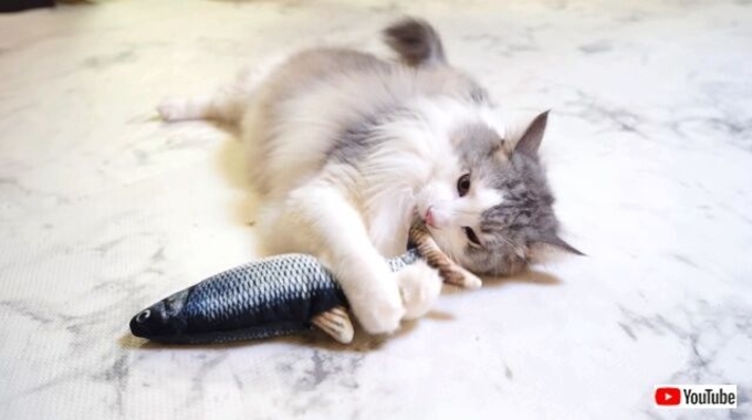 質感も動きもリアルな魚のオモチャ 猫も釣られて生き生きと 年4月6日 エキサイトニュース