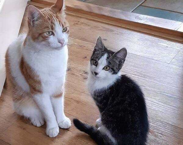 飼い猫と仲良くなった野良の子猫 家に招待され家族の一員に オランダ 年9月16日 エキサイトニュース