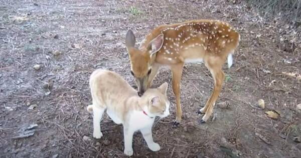心の芯まで癒されました 子鹿を保護したところ 隣の家の猫と大親友に 体を寄せ合ってスリスリエンドレス アメリカ 年9月18日 エキサイトニュース