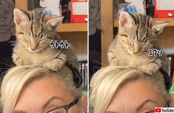 リモートワーク中 子猫が頭の上に乗ってきた そのままうたた寝をしてしまうほのぼの事案 年9月24日 エキサイトニュース