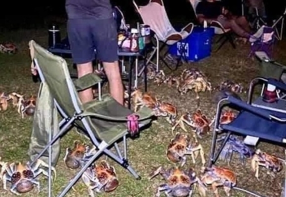 陸上の甲殻類最大 ヤシガニのちょっと凄いところ見てみたい 16年7月5日 エキサイトニュース