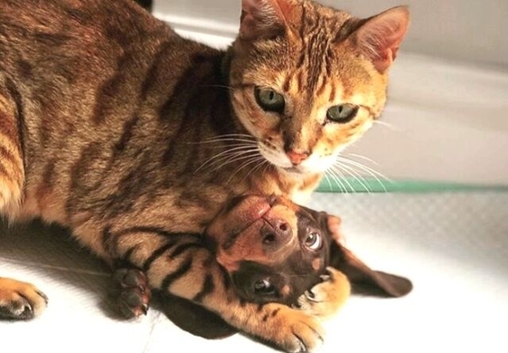 上下関係をきっちりさせようじゃないか 犬を完全に支配下においた猫たちの画像特集 14年11月10日 エキサイトニュース