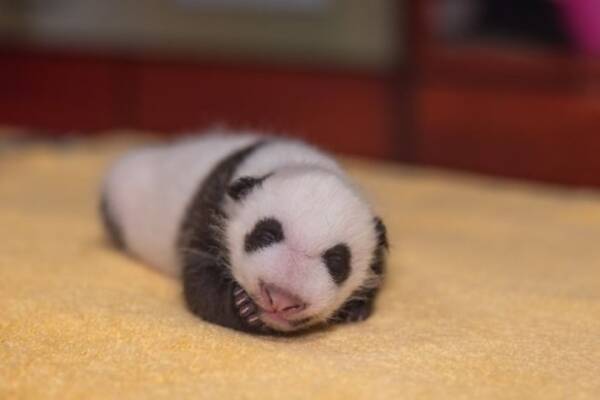 キュートさ全開 生後1か月のパンダの赤ちゃんをアメリカの動物園が公開 年10月8日 エキサイトニュース