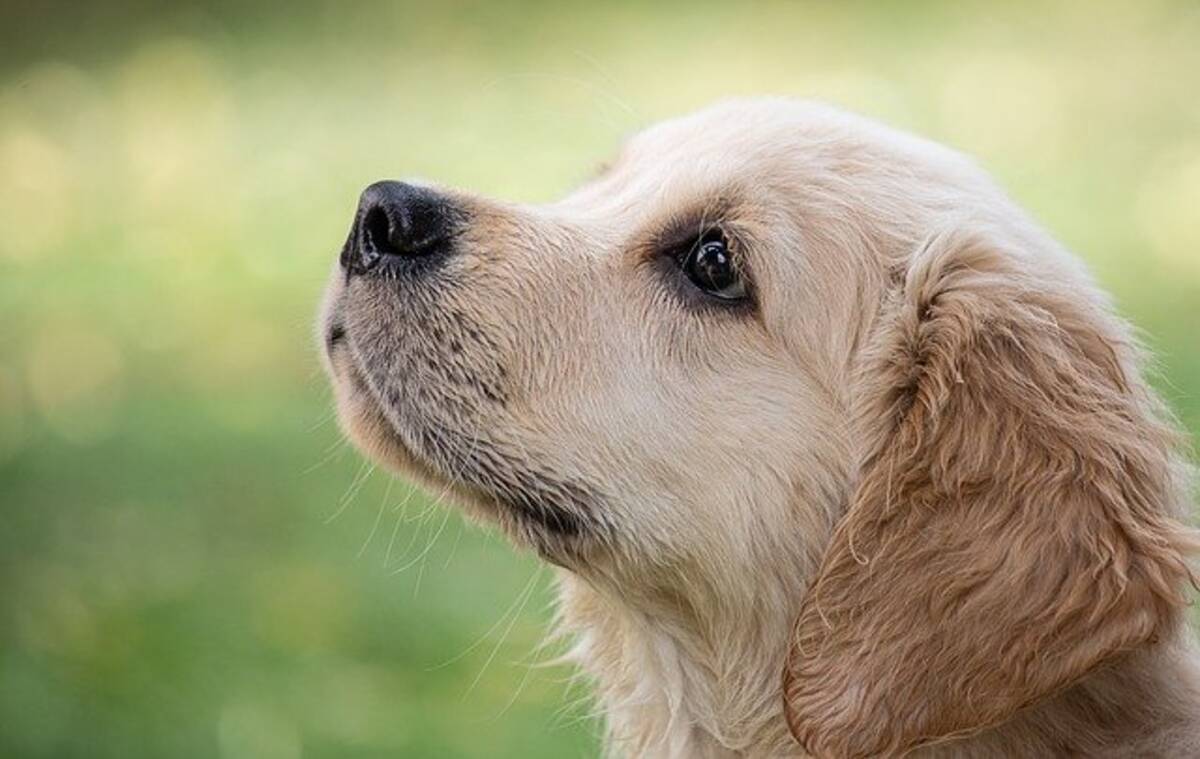 ふらついて倒れそうになった飼い主を必死で支えようとするゴールデンレトリバーのやさしさよ 2020年10月22日 エキサイトニュース