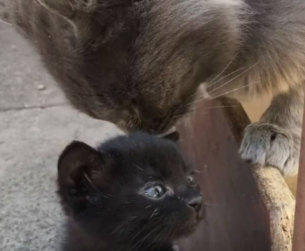 なんでやねんオブザイヤー 子猫にキスをしたら母猫の逆鱗に触れた猫 年10月15日 エキサイトニュース