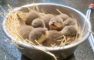 卵の中から可愛い声が オレゴン動物園でフンボルトペンギンの赤ちゃんが生まれたよ 年4月14日 エキサイトニュース