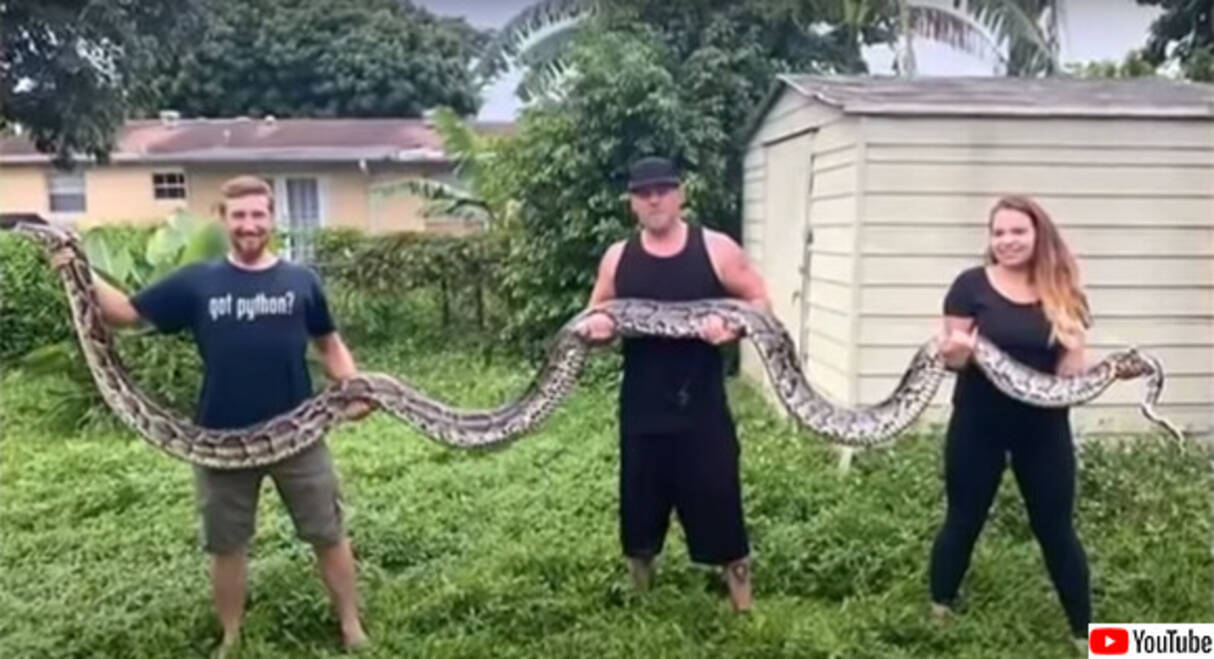 全長約6メートル 巨大なビルマニシキヘビを捕獲 フロリダ州の最高記録更新 アメリカ 年10月25日 エキサイトニュース