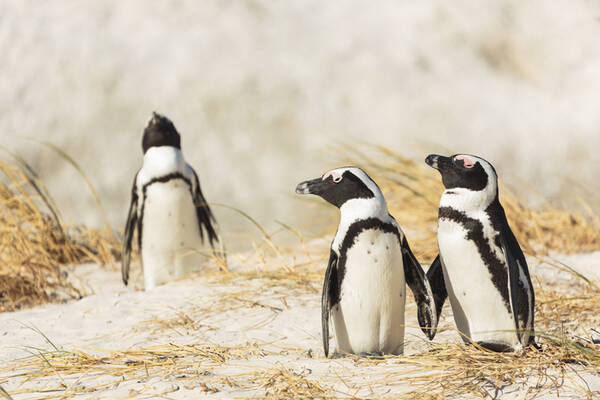 オス同士のペンギンカップル メス同士のカップルから巣ごと卵を盗む オランダ 年10月26日 エキサイトニュース