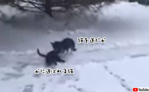 雪積る日 猫をくわえ自分の犬小屋に運び寒さから守ろうとした犬 年10月26日 エキサイトニュース