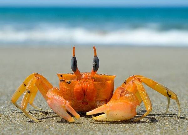 海の中では収束進化でカニ化が進んでいた もしかしたらカニ型宇宙人が存在しているかもしれない 年10月30日 エキサイトニュース