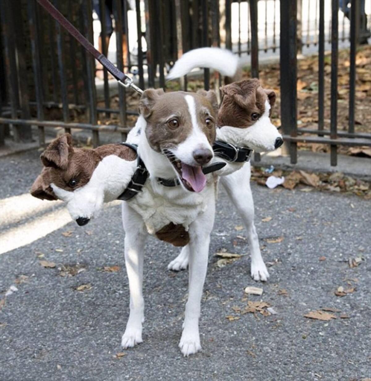 そして犬はケルベロスとなる ハロウィンで世界各地に出没した地獄の番犬たち 年11月1日 エキサイトニュース