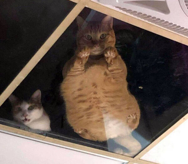 深淵をのぞく時 店の天井にガラス板をつけたら猫が人間を監視するようになった件 台湾 年11月1日 エキサイトニュース