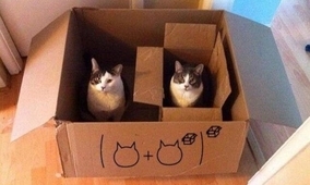 「この世界は猫と数式でできている！」高度な数学を体現している猫たち