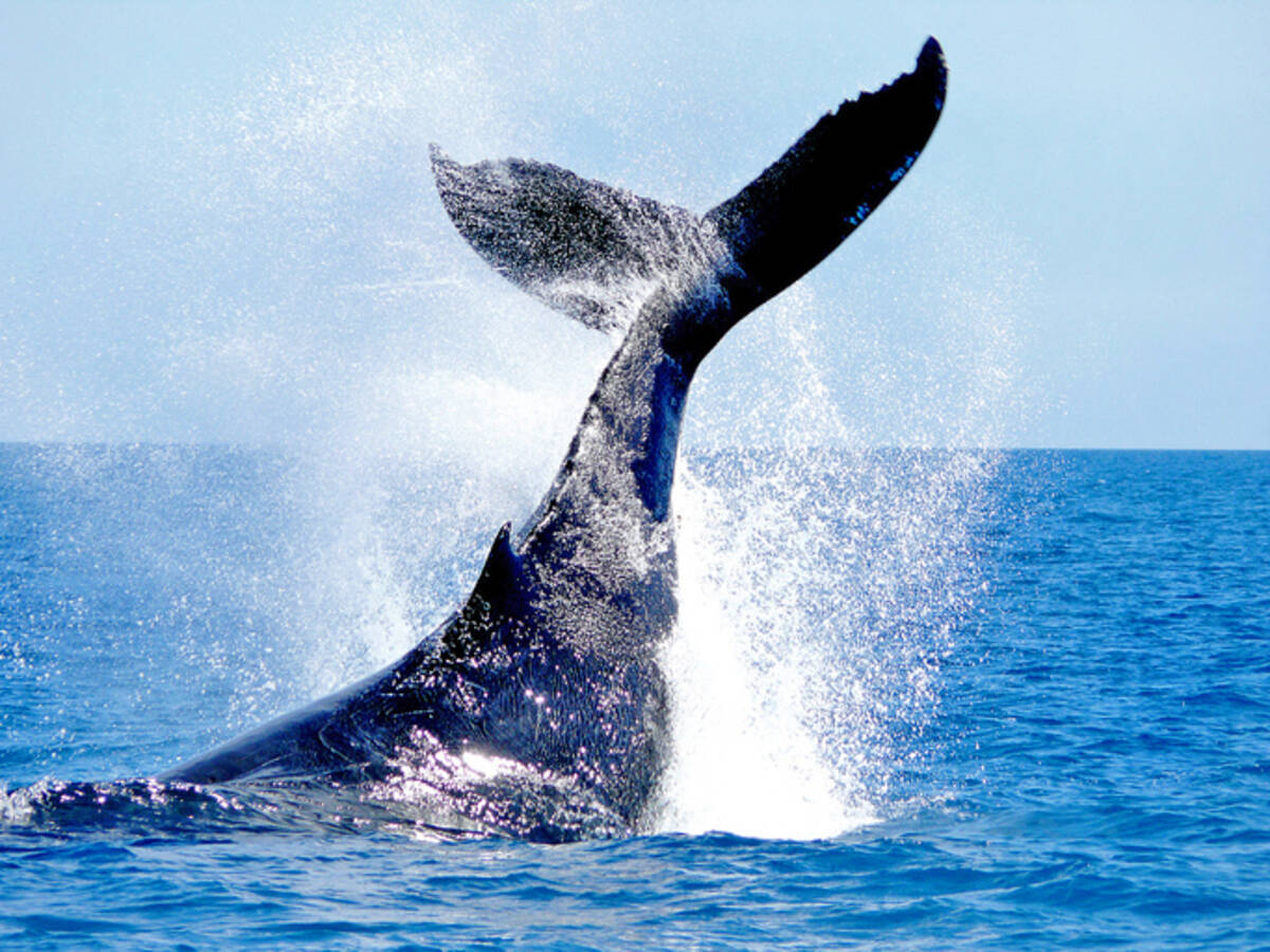 クジラの尻尾が列車を救う 脱線した列車をクジラの彫刻の尻尾が見事にキャッチ オランダ 年11月6日 エキサイトニュース