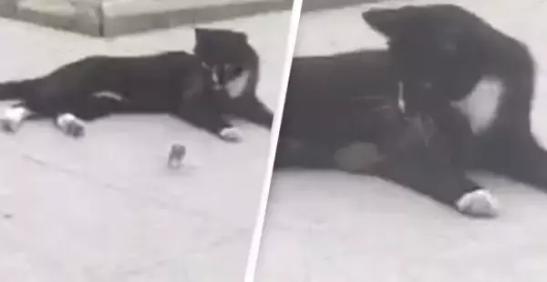 この作戦があったか！猫に追われていたネズミ、逆に猫の懐に入り込む（中国）