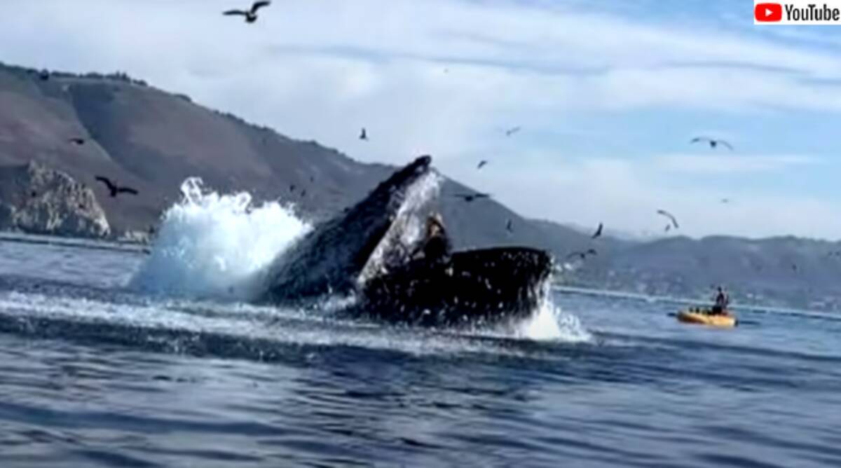 クジラがパックン あわやカヤックが飲み込まれそうになる瞬間 年11月8日 エキサイトニュース