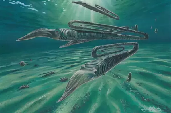 6800万年前を生きたクリップ型のイカのような姿に見える水中生物は200年の寿命を持っていた（米研究）