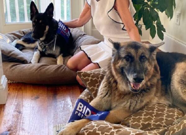 ホワイトハウスにまた犬が戻ってくる ジョー バイデンの飼い犬 2匹のジャーマンシェパードに注目が集まる 年11月9日 エキサイトニュース