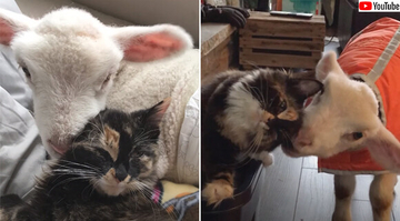 病気の子羊の看病をかって出た猫、両者は大親友となり猫の羊化が進む
