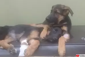 ずるいよ自分も抱っこして 大きな犬を抱きかかえた飼い主に抱っこをおねだりする大型犬 19年10月25日 エキサイトニュース