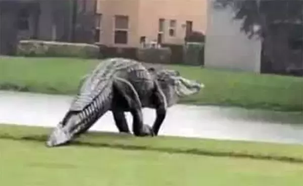 もはや恐竜！フロリダのゴルフ場に現れた脚をのばしながら歩く巨大ワニ（アメリカ）