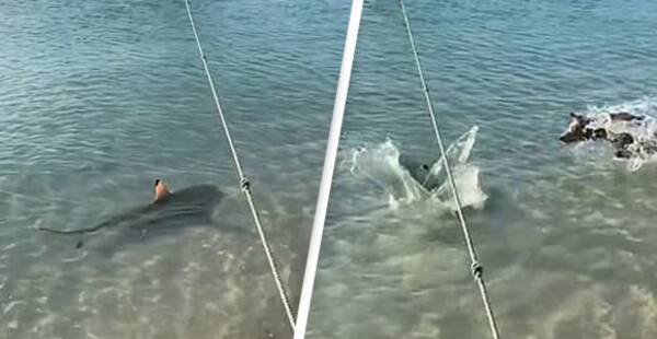 飼い主が危ない 海に飛び込み近づいてきたサメを必死に追い払おうとする勇敢な犬 オーストラリア 年11月21日 エキサイトニュース