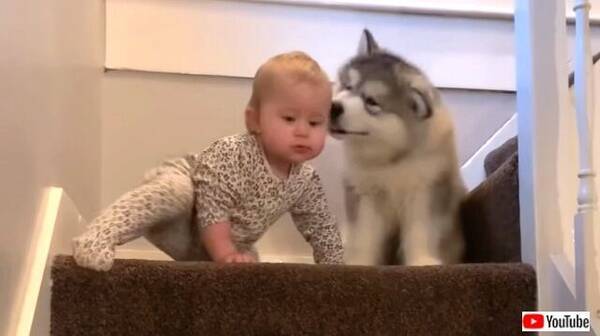 一歩一歩しっかり上ろう マラミュートの子犬と赤ちゃんの階段トレーニング風景 年11月17日 エキサイトニュース