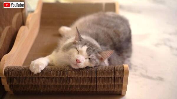 愛猫がでかくなったもんだから と 大きめサイズのアイテムをいろいろ買ってみた 年11月日 エキサイトニュース