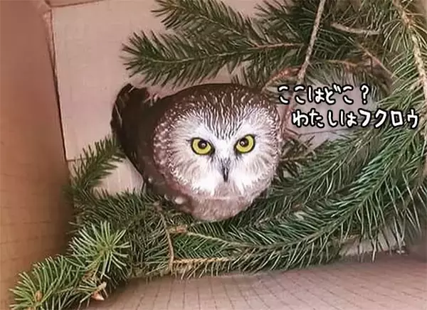 フクロウが知らぬ間に270キロメートル移動していた件。クリスマス用の大木にひっついていた【追記あり】