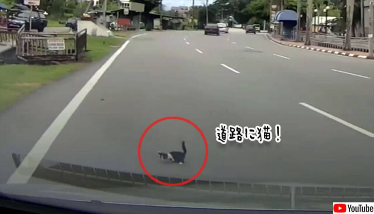 道路に飛び出した子猫が突然消えるというミステリー だがその猫はマジシャンさながらの芸当で瞬間移動していた 年11月24日 エキサイトニュース