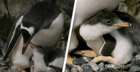 子育てスキル高し！ゲイのペンギンカップル、2度目の卵の孵化に成功（オーストラリア）