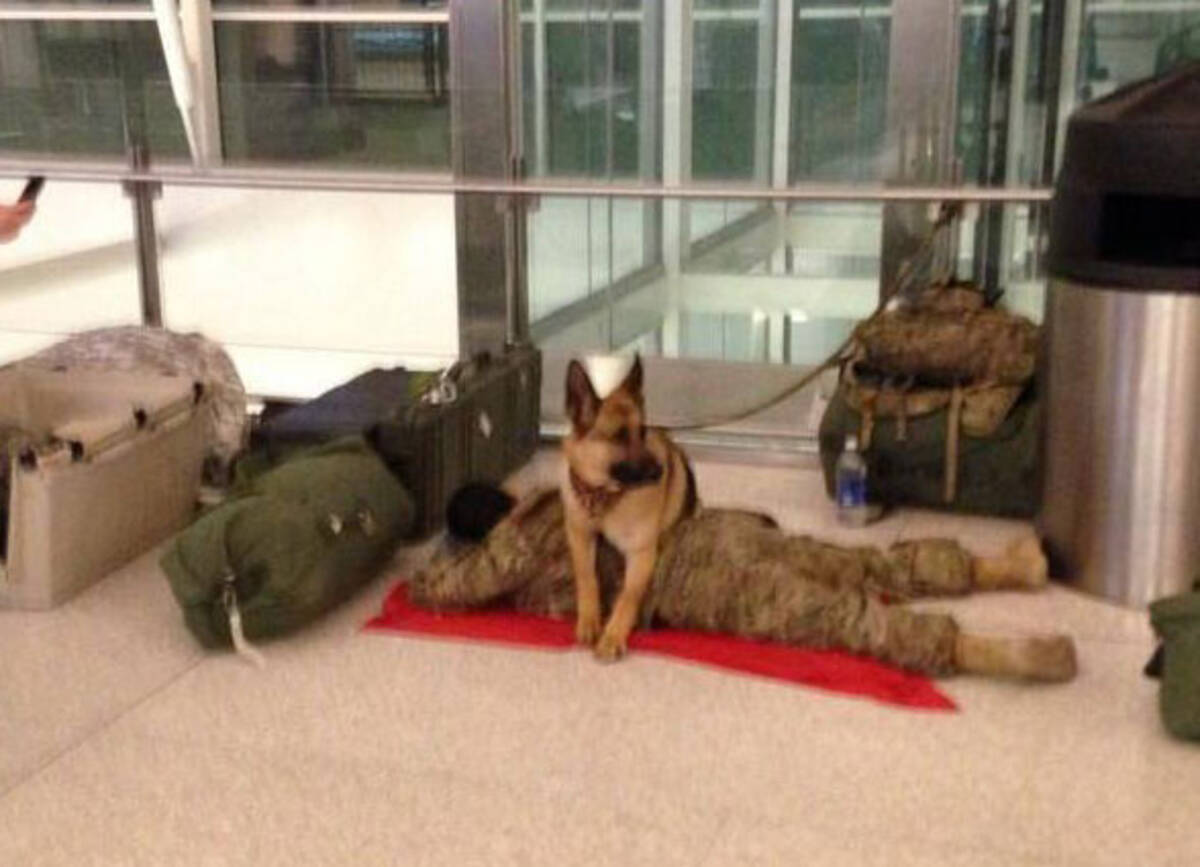 空港で横になり束の間の休息をとる兵士を必死に守ろうとする犬 年11月30日 エキサイトニュース