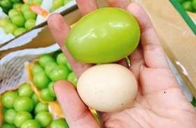 ニワトリの卵より大きい日本のぶどうを輸入したところ数分で完売に（ベトナム）