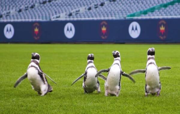 ペンギンたちの遠足。アメリカンフットボールのスタジアムを走り回る（アメリカ）