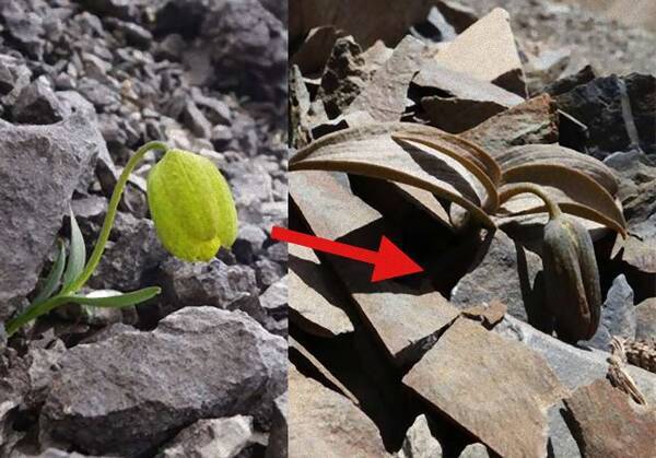 人間から身を守るため カモフラージュの技を習得した植物 年12月2日 エキサイトニュース