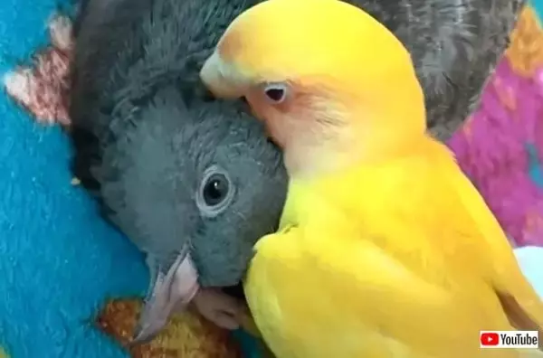 同じ鳥類やしマッサージのツボは心得てるし！ハトとインコのいちゃいちゃ仲良し風景に和む