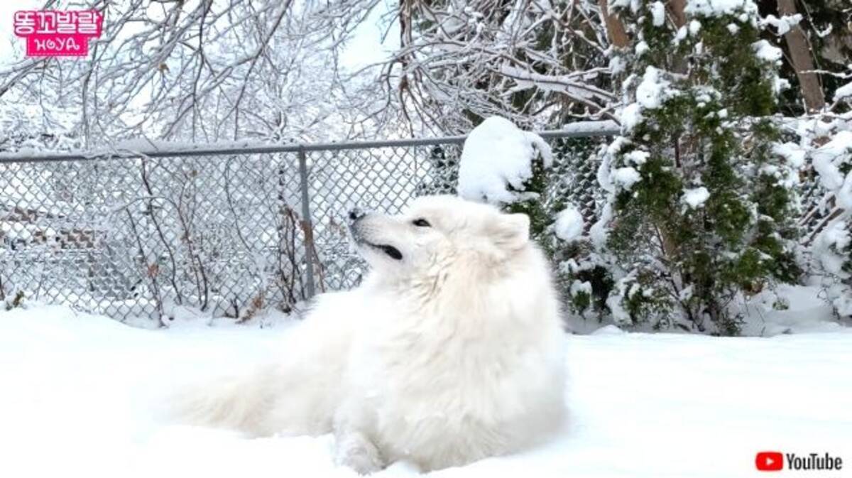 冬だ サモエドの季節がやって来た 雪の中を大はしゃぎで走り回る犬 年12月4日 エキサイトニュース