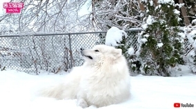 冬だ！サモエドの季節がやって来た！雪の中を大はしゃぎで走り回る犬